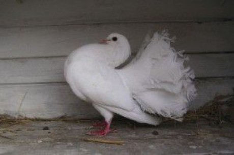 Já chovatel - Fotoalbum - Holubi a jiné - Holubi - Anglický Pávík